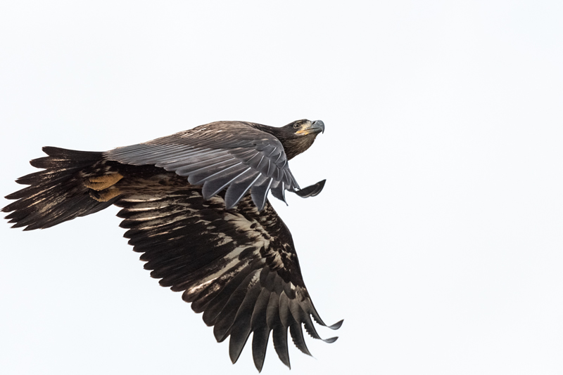 Golden Eagle by Doug